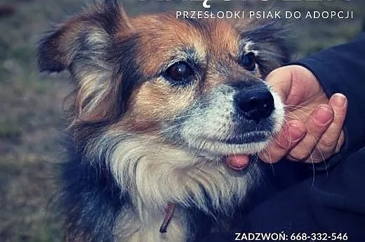 Kręciołek - wesoły, pocieszny, towarzyski, malutki