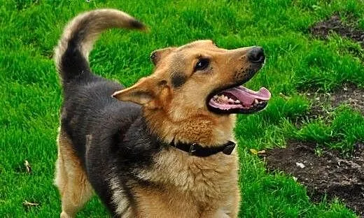 Owczarek Bruno do adopcji, dolnośląskie Jelenia G