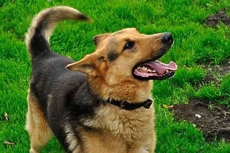 Owczarek Bruno do adopcji, dolnośląskie Jelenia Góra