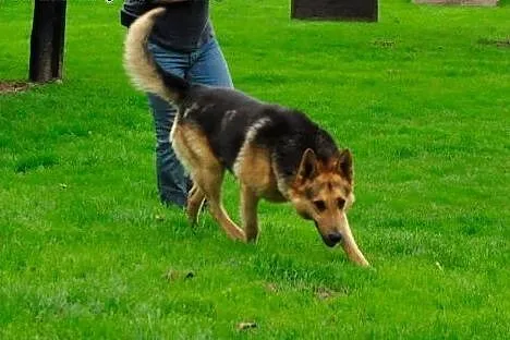 Owczarek Bruno do adopcji,  dolnośląskie Jelenia G