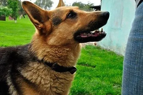 Owczarek Bruno do adopcji,  dolnośląskie Jelenia G