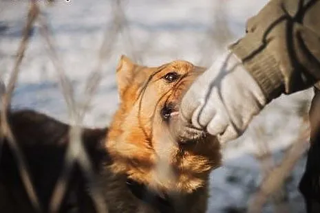 Owczarek Bruno do adopcji,  dolnośląskie Jelenia G