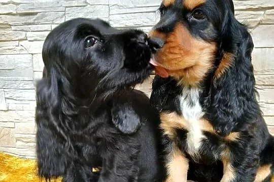 Śliczne pieski Cocker spaniel Angielski