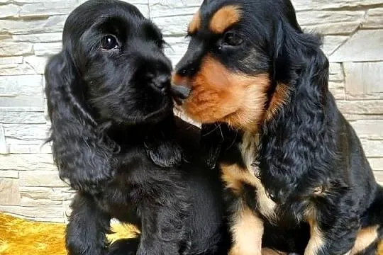 Śliczne pieski Cocker spaniel Angielski, Łódzkie, Sieradz