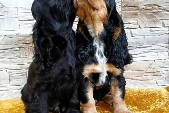 Śliczne pieski Cocker spaniel Angielski, Łódzkie, Sieradz