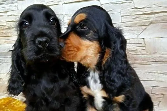 Śliczne pieski Cocker spaniel Angielski, Łódzkie, Sieradz