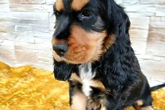Śliczne pieski Cocker spaniel Angielski, Łódzkie, Sieradz