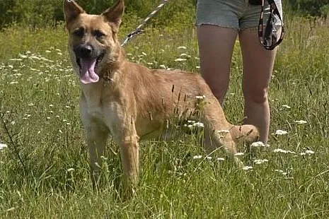 Piękny, niezwykły Bravo - jego przytulisko zostani