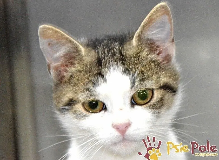 AKSAMITEK-super miły, kochany, bardzo przyjazny kociak szuka domu, adopcja, Małopolskie, Kraków