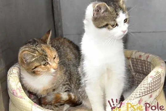 AKSAMITEK-super miły, kochany, bardzo przyjazny kociak szuka domu, adopcja, Małopolskie, Kraków