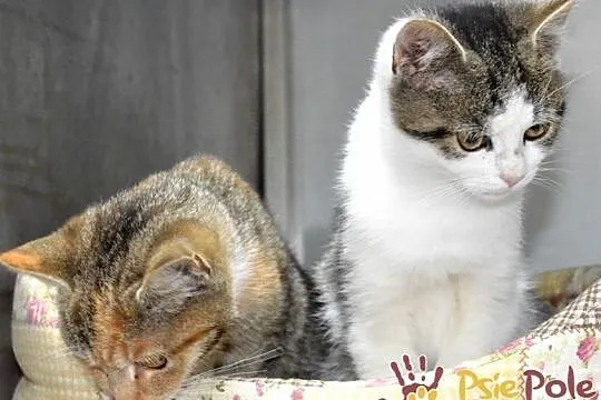 AKSAMITEK-super miły, kochany, bardzo przyjazny kociak szuka domu, adopcja, Małopolskie, Kraków