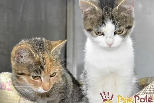 AKSAMITEK-super miły, kochany, bardzo przyjazny kociak szuka domu, adopcja, Małopolskie, Kraków