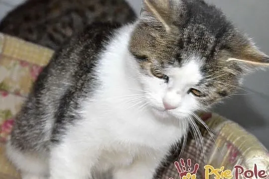 AKSAMITEK-super miły, kochany, bardzo przyjazny kociak szuka domu, adopcja, Małopolskie, Kraków