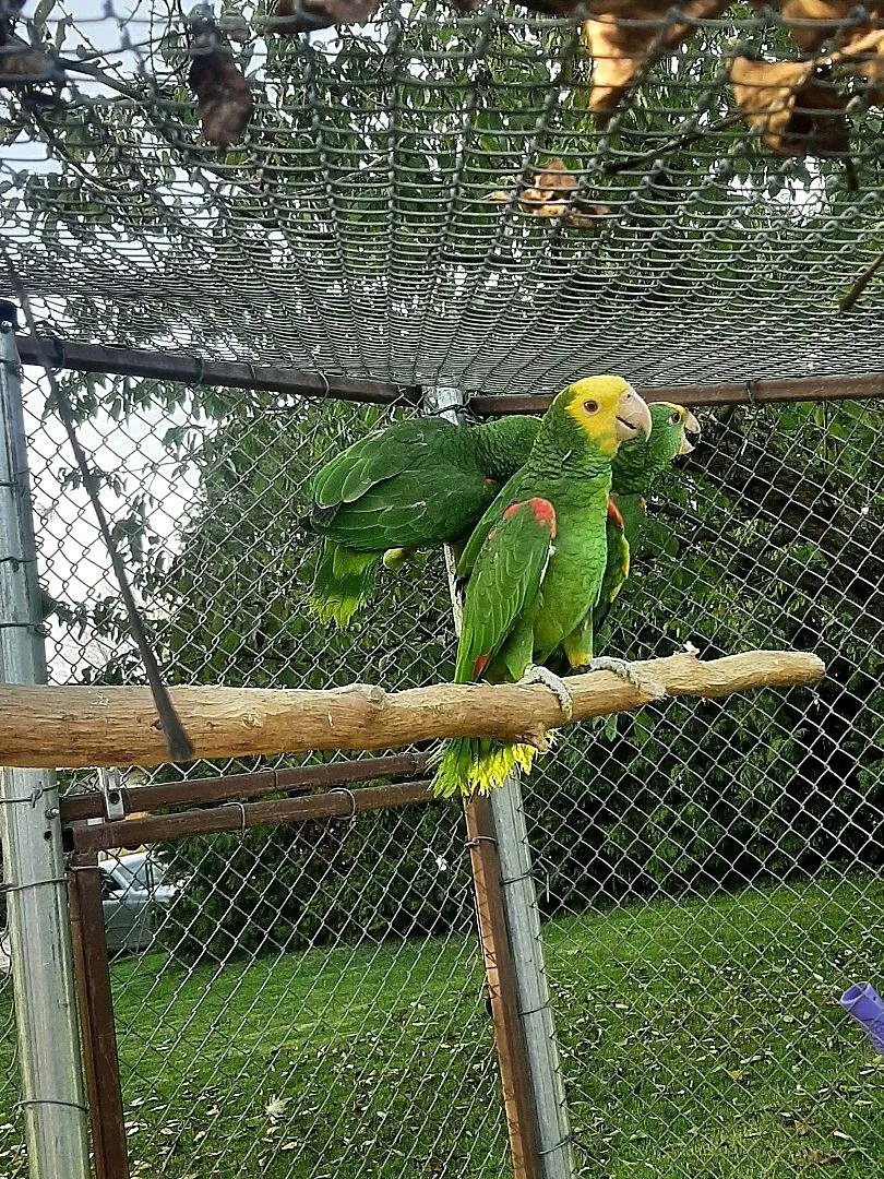 Amazonki oratrix (żółtogardłe), piony niebieskogłowe, Małopolskie, Skała