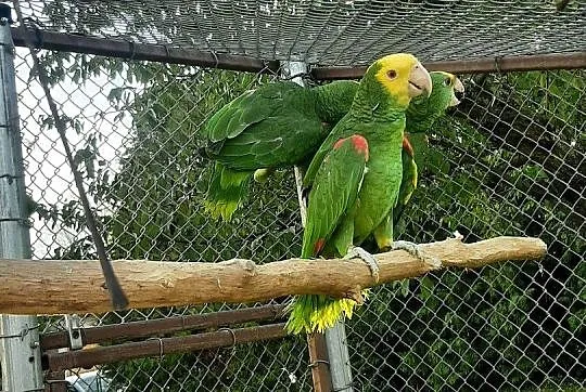 Amazonki oratrix (żółtogardłe), piony niebieskogłowe, Małopolskie, Skała