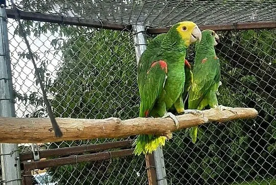 Amazonki oratrix (żółtogardłe), piony niebieskogłowe, Małopolskie, Skała