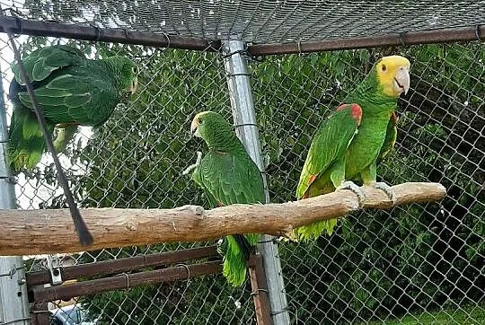 Amazonki oratrix (żółtogardłe), piony niebieskogłowe, Małopolskie, Skała
