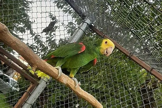 Amazonki oratrix (żółtogardłe), piony niebieskogłowe, Małopolskie, Skała