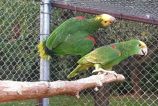 Amazonki oratrix (żółtogardłe), piony niebieskogłowe, Małopolskie, Skała