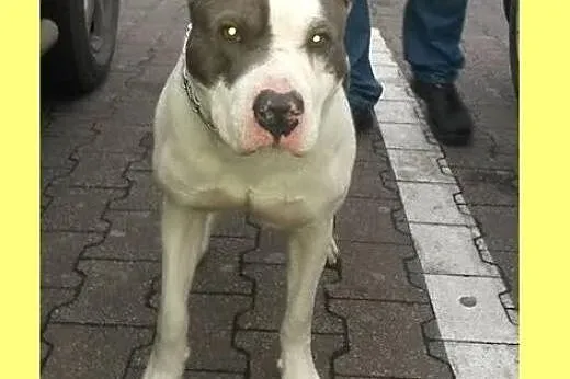 PIT- przyjazny domowy mix pit bull stracił dom.,  