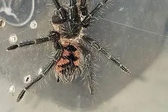 Pamphobeteus sp manganegra L4
