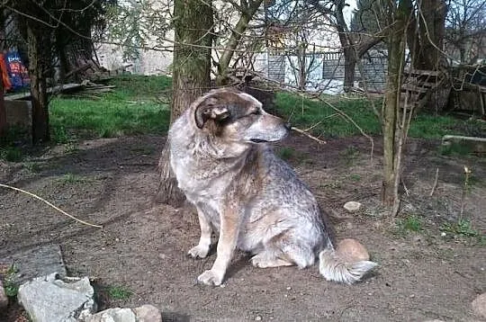Wyjątkowo umaszczony, wesoły pyszczek poleca się d