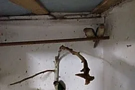Młode rudosterki 2025r
