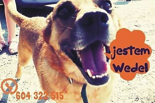 Wedel &#8211; mega słodki psiak do adopcji,  o