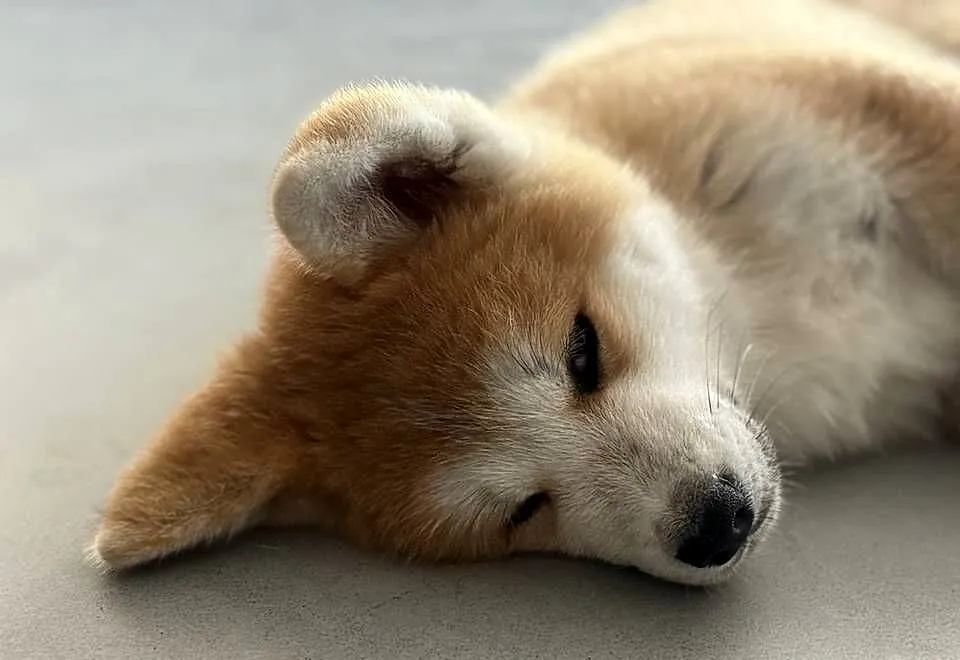 Akira - szczeniak czerwona suczka Akita Inu ZKwP FCI, Mazowieckie, Kuleszówka