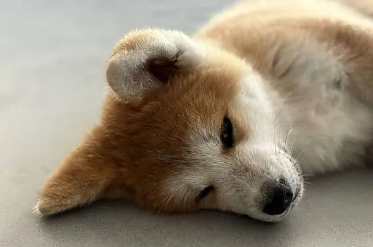 Akira - szczeniak czerwona suczka Akita Inu ZKwP FCI, Mazowieckie, Kuleszówka
