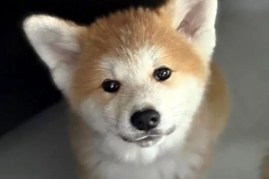 Akira - szczeniak czerwona suczka Akita Inu ZKwP FCI, Mazowieckie, Kuleszówka