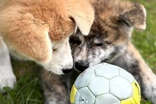 Akira - szczeniak czerwona suczka Akita Inu ZKwP FCI, Mazowieckie, Kuleszówka