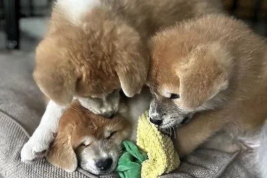 Akira - szczeniak czerwona suczka Akita Inu ZKwP FCI, Mazowieckie, Kuleszówka
