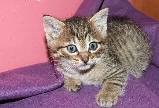 Burasek 6 tyg adopcja!!, świętokrzyskie Kielce