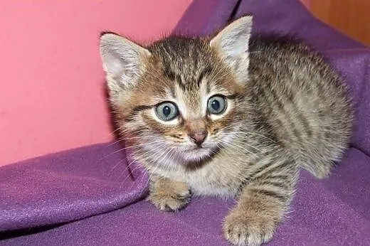 Burasek 6 tyg adopcja!!,  świętokrzyskie Kielce