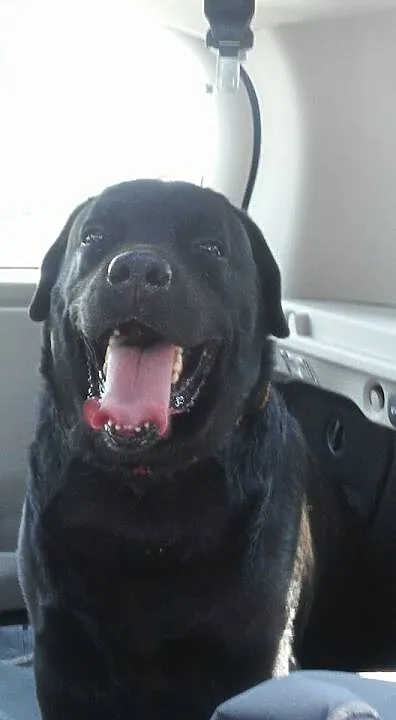 Mufasa czarny labrador do adopcji