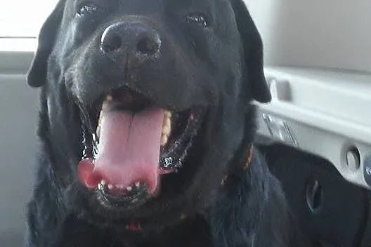 Mufasa czarny labrador do adopcji