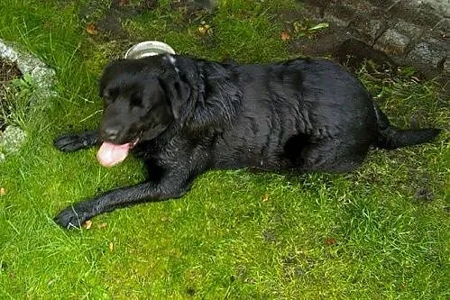 Mufasa czarny labrador do adopcji