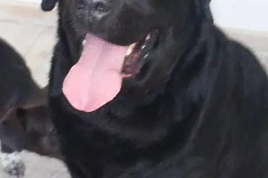 Mufasa czarny labrador do adopcji