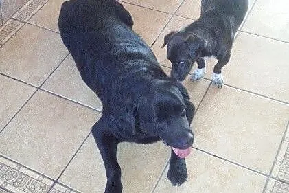 Mufasa czarny labrador do adopcji