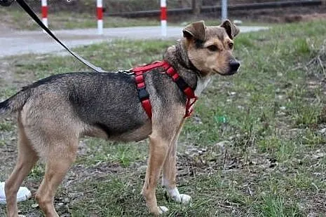 Piękna młodziutka suczka Bema,  dolnośląskie Wrocł