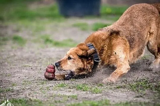 Chętna na głaski, zabawy i harce, szuka rodziny, której odda serce! LEJLA ;-), Śląskie, Katowice