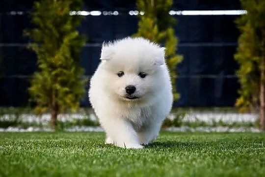 Samoyed ZKwP/Fci