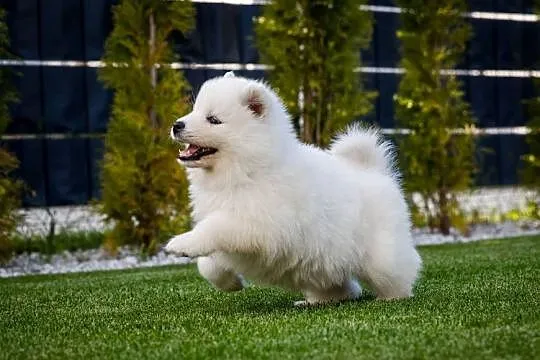 Samoyed ZKwP/Fci, Wielkopolskie, Brodowo