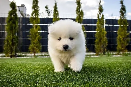 Samoyed ZKwP/Fci, Wielkopolskie, Brodowo