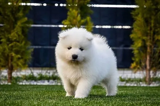 Samoyed ZKwP/Fci, Wielkopolskie, Brodowo