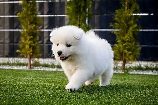 Samoyed ZKwP/Fci, Wielkopolskie, Brodowo