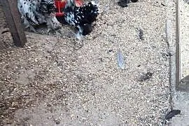 Sprzedam drób ozdobny kochiny miniaturowe i karzełki łapciate