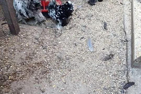 Sprzedam drób ozdobny kochiny miniaturowe i karzełki łapciate