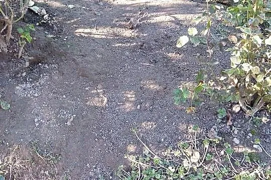 Sprzedam drób ozdobny kochiny miniaturowe i karzełki łapciate, Podkarpackie, Łańcut